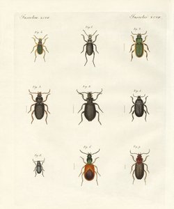 Schöne deutsche Käfer