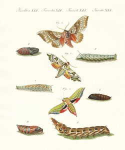 Schöne deutsche Dämmerungsschmetterlinge (kolorierte Gravur) von German School