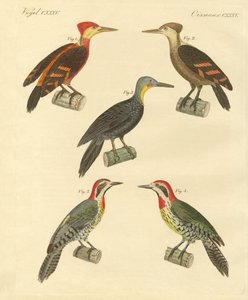 Schöner und fremder Specht von German School