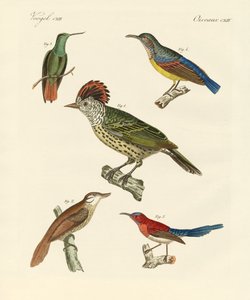 Schöne und seltsame Vögel