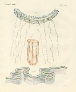 Schöne Rippenquallen