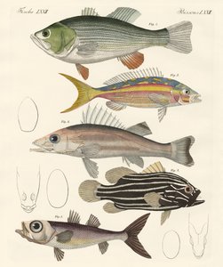 Schöne Fische