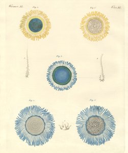 Schöne Medusen von German School