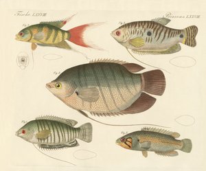 Schöne neue Fische von German School