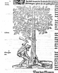 Biberjagd - in „De stirpium“ von Hieronimus Bock. 1572.