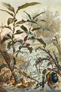 Käfer während einer Flut, Tafel aus "Brehms Tierleben: Allgemeine Kunde des Tierreichs", Bd.9, S.33, veröffentlicht vom Bibliographischen Institut