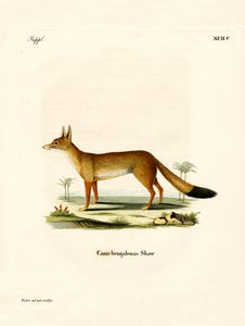 Bengalfuchs von German School