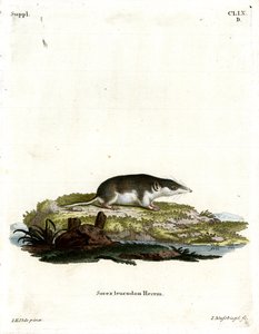 Zweifarbige Spitzmaus von German School