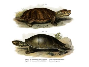 Großköpfige Amazonas-Flussschildkröte