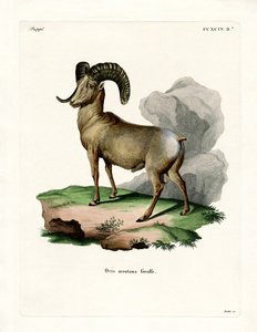 Dickhornschaf