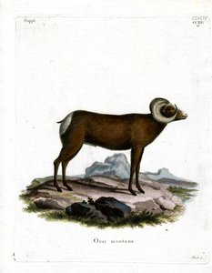 Dickhornschaf