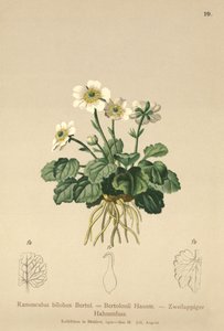 Bilobo-Hahnenfuß (Ranunculus bilobus, Ranunculus Bertolonii)