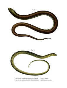 Bipes Pallasii von German School