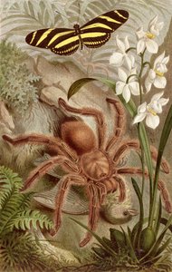 Vogelspinne, Tafel aus Brehms Tierleben: Allgemeine Kunde des Tierreichs, Bd. 9, S. 698, veröffentlicht vom Bibliographischen Institut, 1892