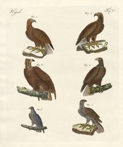 Raubvögel