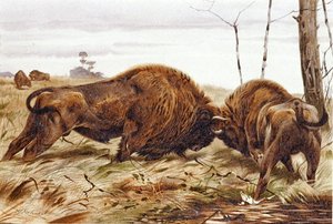 Bison, Tafel aus "Brehms Tierleben: Allgemeine Kunde des Tierreichs", Bd.3, S.260, veröffentlicht vom Bibliographischen Institut