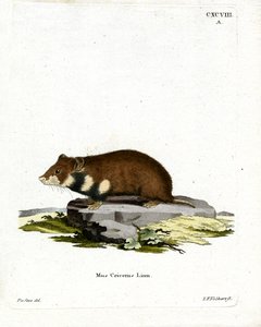 Schwarzbauch-Hamster