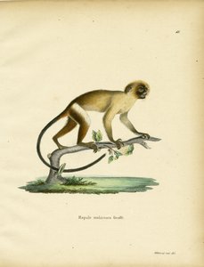 Schwarzschwanz-Marmoset