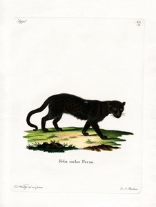 Schwarzer Leopard von German School