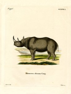 Schwarzes Nashorn