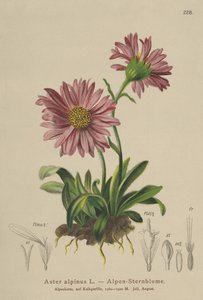 Blaue Alpen-Aster (Aster alpinus) von German School