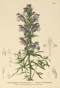 Blauer Drache (Dracocephalum Ruyschianum)
