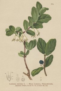 Blaue Heckenkirsche (Lonicera caerulea, Lonicera coerulea)