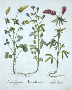 Blaue Troginella, Gelber Klee, Roter Waldklee, aus Hortus Eystettensis, von Basil Besler, veröffentlicht 1613 von German School