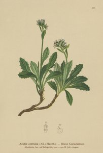 Blaue Gänsekresse (Arabis caerulea, Arabis coerulea)