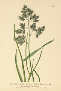 Rispengras (Poa distichophylla, Poa Cenisia, Poa contracta, Poa fontqueri, Poa oreophila, Poa psychrophila)