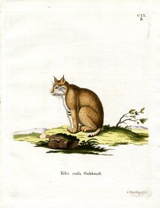 Rotluchs