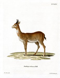 Bohor-Riedbock