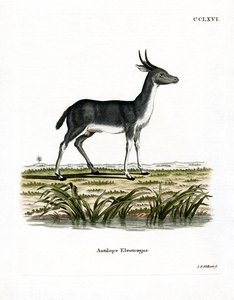 Bohor-Riedbock von German School