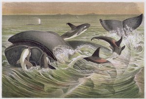 Grönlandwal und Schwertwale, Tafel aus Brehms Tierleben: Allgemeine Kunde des Tierreichs, Bd.3, S.600, veröffentlicht vom Bibliographischen Institut, 1891 von German School