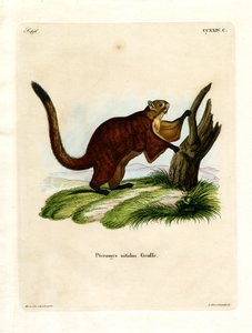 Brillantes Flughörnchen von German School
