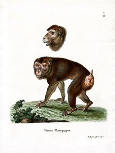 Brauner Pavian