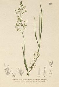 Brauner Schwingel (Agrostis schraderiana, Agrostis agrostiflora, Agrostis stricta, Agrostis vinealis, Calamagrostis tenella)