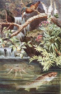 Bachforelle, Tafel aus "Brehms Tierleben: Allgemeine Kunde des Tierreichs", Bd. 8, S. 338, veröffentlicht vom Bibliographischen Institut von German School