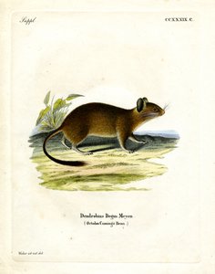 Buschschwanzratte von German School
