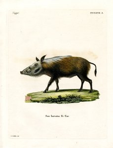 Buschschwein von German School