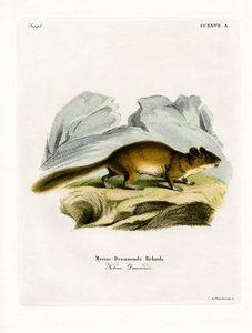 Buschschwanz-Waldmaus