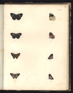 Schmetterlinge, Pl. XXIV, Illustration aus Recueil d