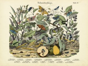 Schmetterlinge, um 1860 von German School