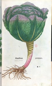 Kohl, botanische Tafel von German School