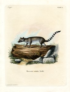 Katzenfrett