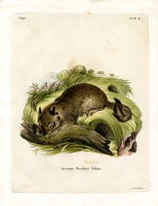 Kalifornisches Erdhörnchen von German School