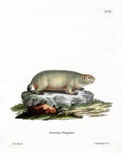 Kanadisches Murmeltier von German School