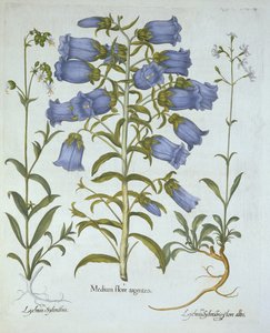 Glockenblumen, Weiße Blasenkraut, Nottinghams Lichtnelke, aus Hortus Eystettensis, von Basil Besler (1561-1629), veröffentlicht 1613 von German School