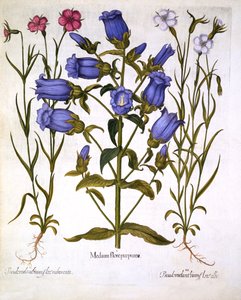 Marienglocken und Kornraden, aus Hortus Eystettensis, von Basil Besler, veröffentlicht 1613 von German School