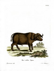 Kap-Büffel